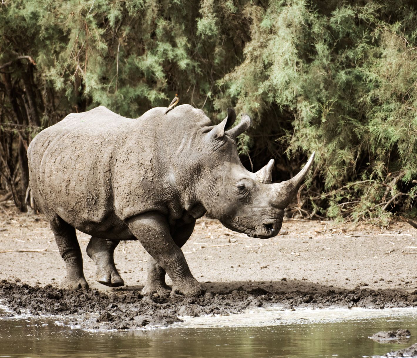 Breitmaulnashorn im privaten Bandia-Reservat nah bei Saly
