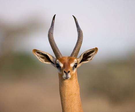 La gazelle girafe, une représentante des "Special Five"