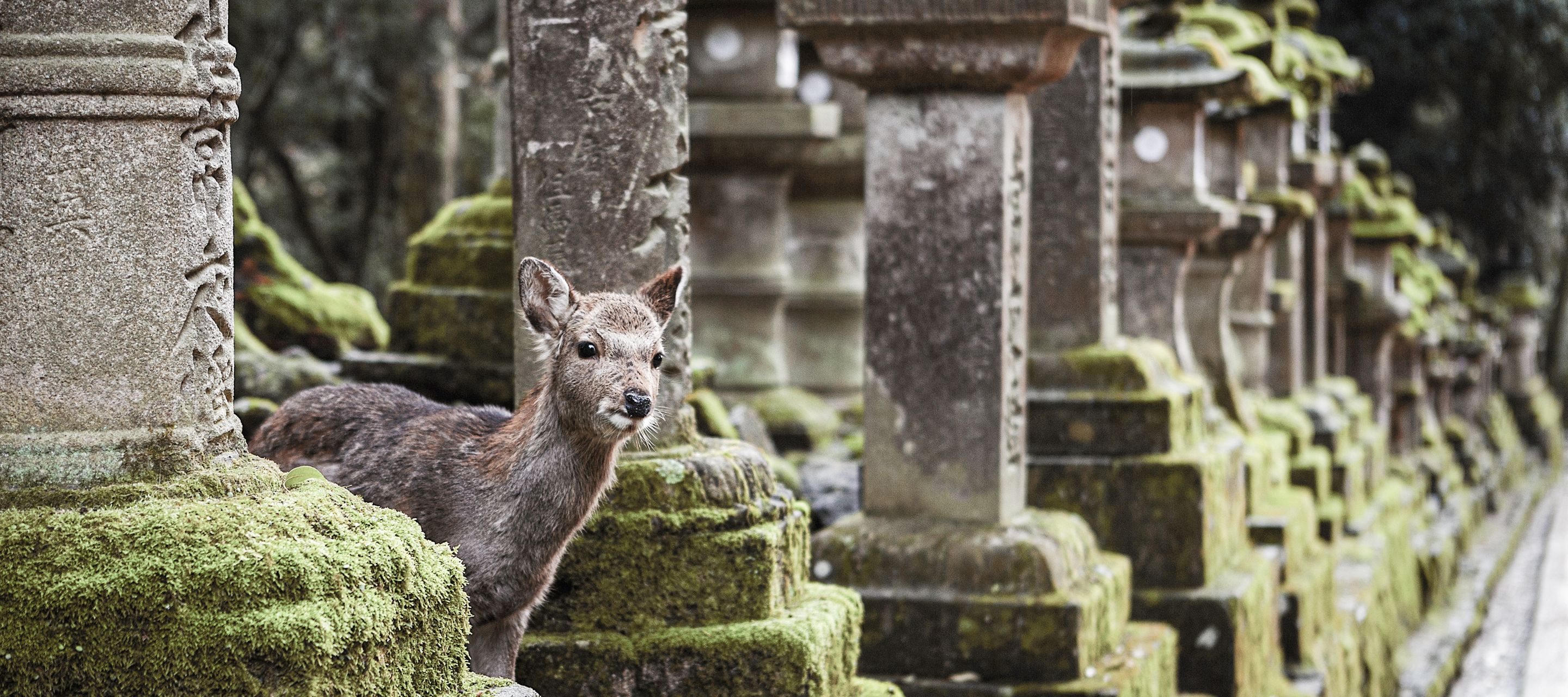 Vierbeinige Tempelbewohner