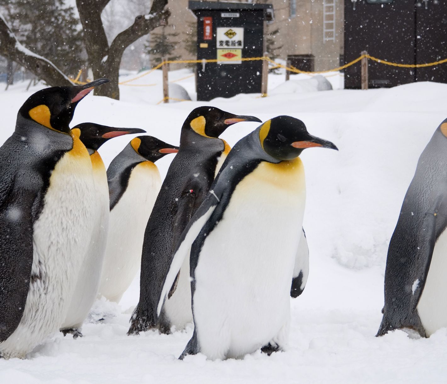 Au zoo d’Asahiyama, les pingouins sont les véritables stars.