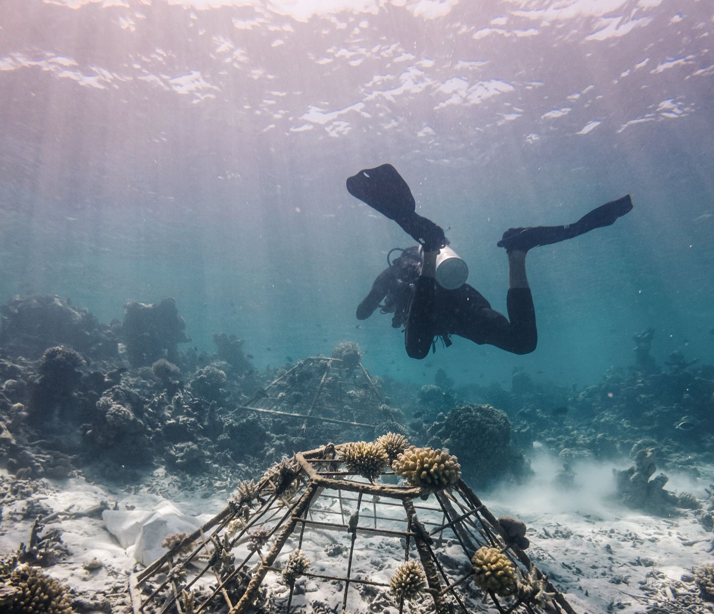 Aufforstung der Korallenriffe