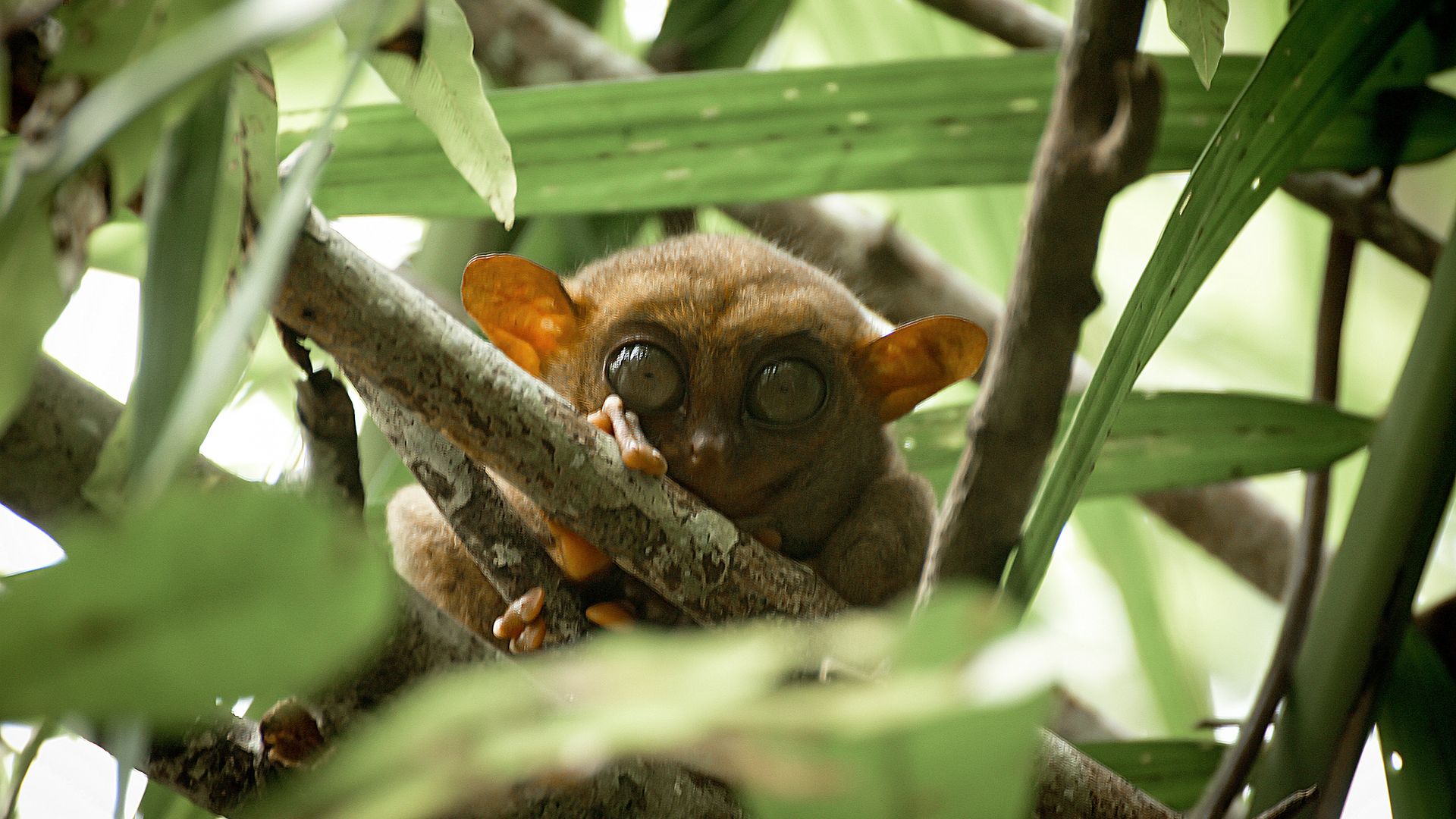Besuch bei den scheuen Koboldmakis in ihrer natürlichen Umgebung auf Bohol