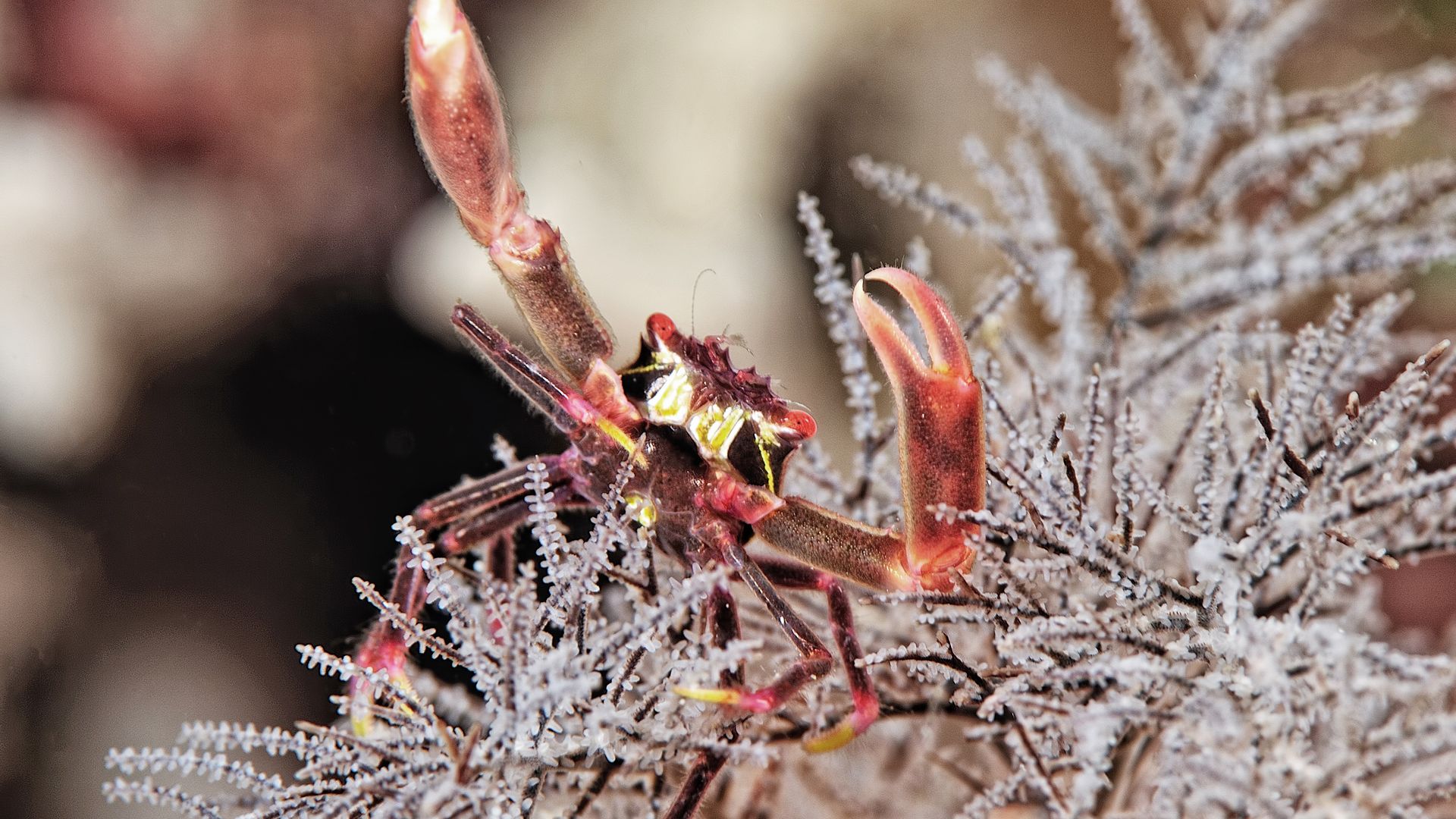 Die geheimnisvolle Unterwasserwelt der Malediven