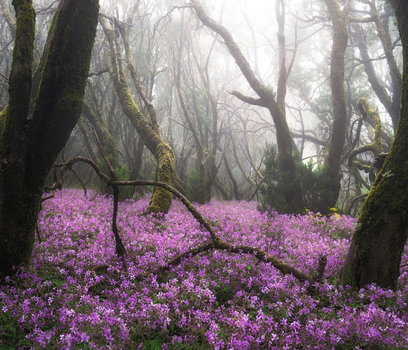 Spezielles Ökosystem – der Garajonay-Nationalpark umfasst 10% der Insel La Gomera.