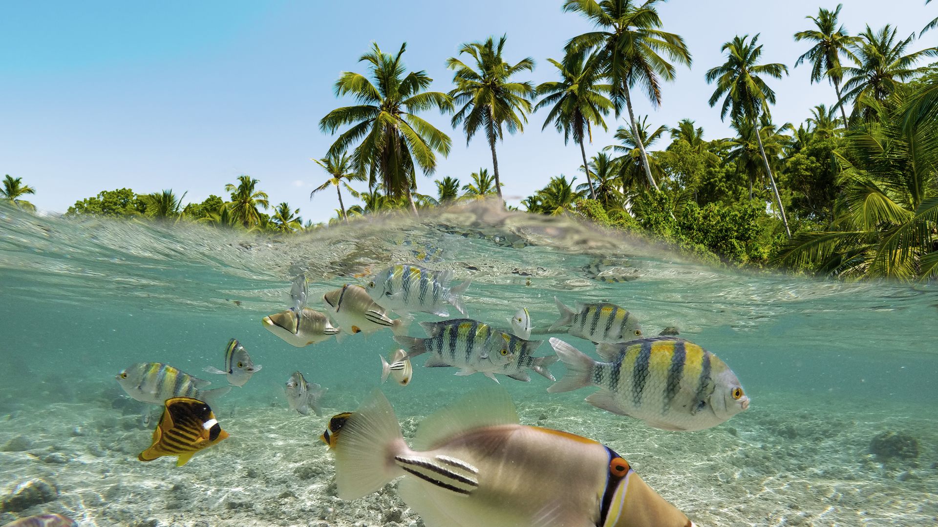 Entre plages et monde sous-marin