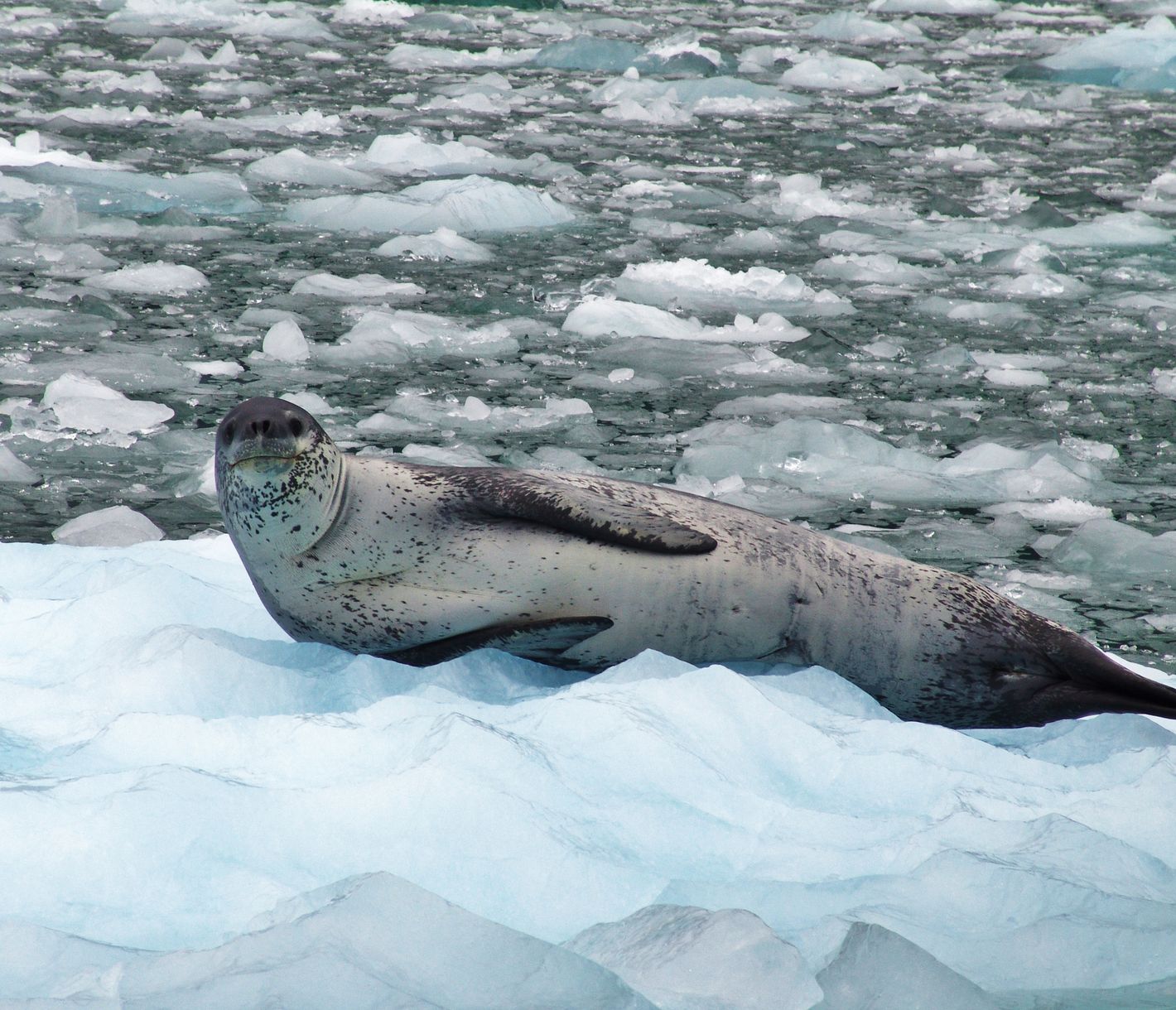 Wer beobachtet hier wen?