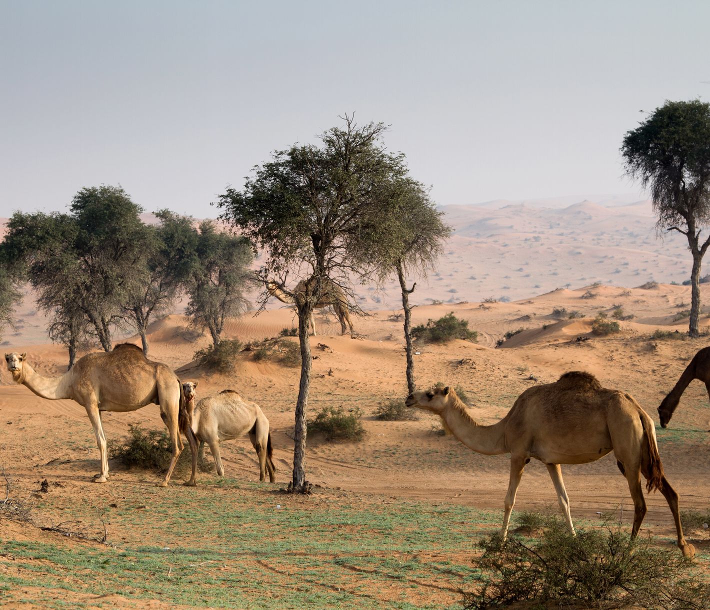Kamele in der Al-Wadi-Wüste