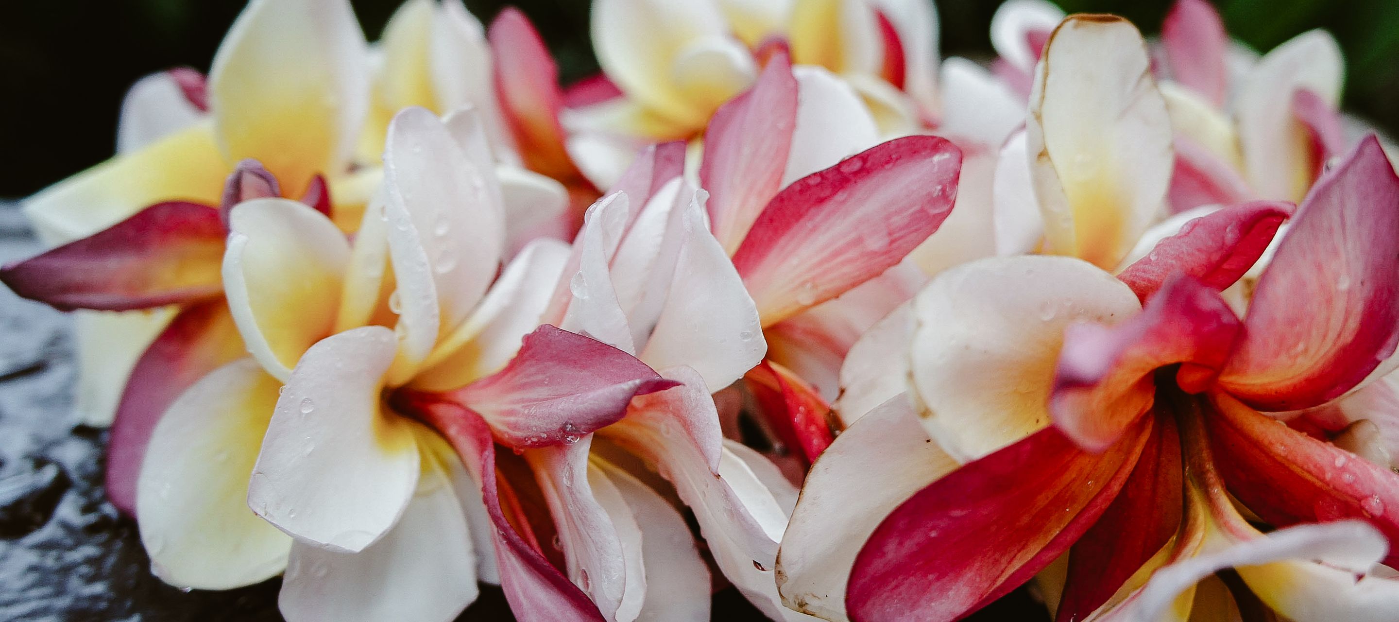 Die Plumeria, auch Frangipani genannt, ist eine der bekanntesten Blumen Hawaiis und wird häufig für traditionelle Lei – die duftenden Blumenketten – verwendet.