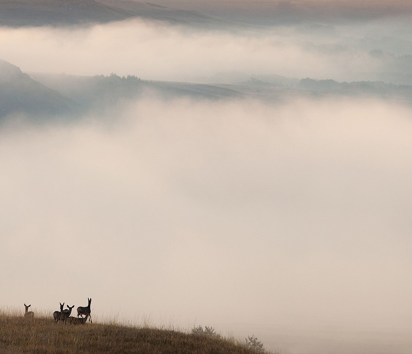 Immer schön die Augen auf für Wildlife