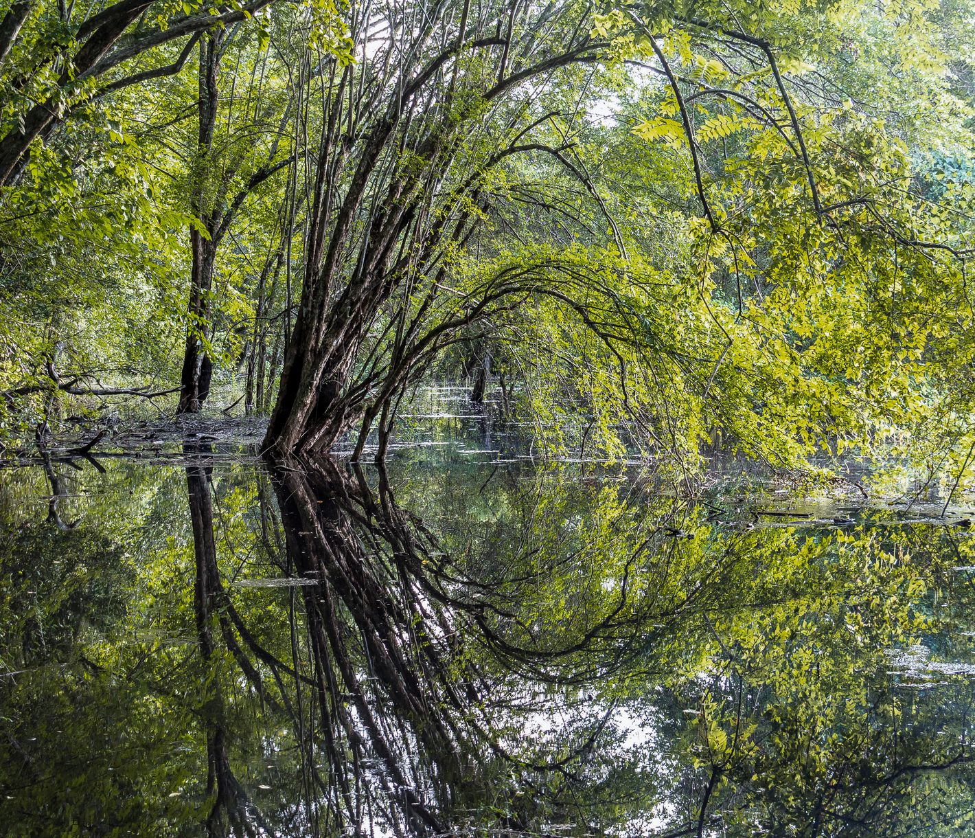 Sumpfgebiet im Dschungel des Bioreservates Calakmul in Campeche