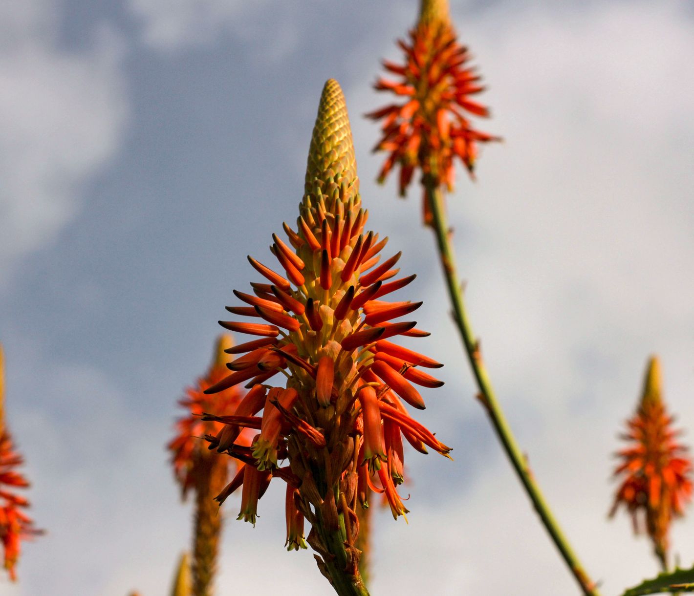 Blühende Aloe-Vera-Pflanze direkt am Strassenrand auf der Insel Terceira, Azoren