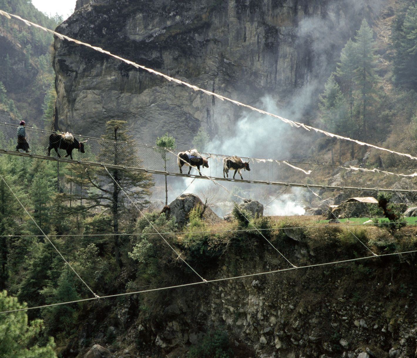Yaks gehen über eine Hängebrücke in Nepal.