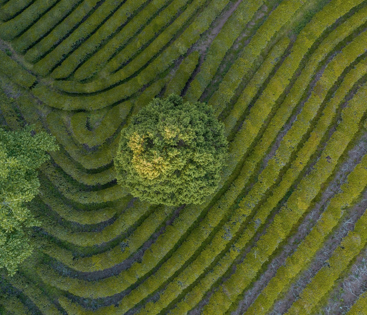 Teeplantagen in Boseong