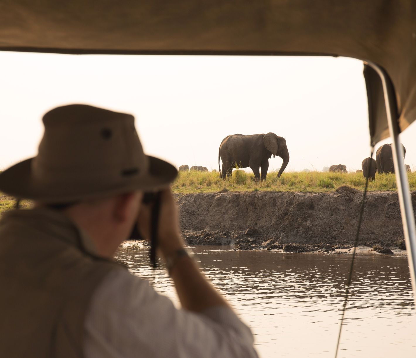 Safari le long des rives de la Chobe