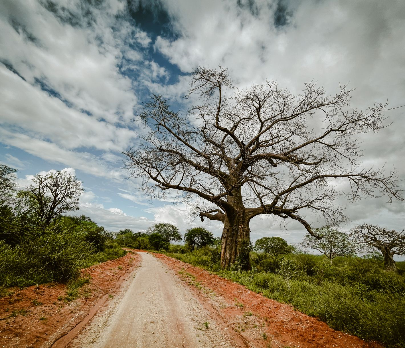 Ein mächtiger Baobab (oder Affenbrotbaum) im Tsavo-West-Nationalpark