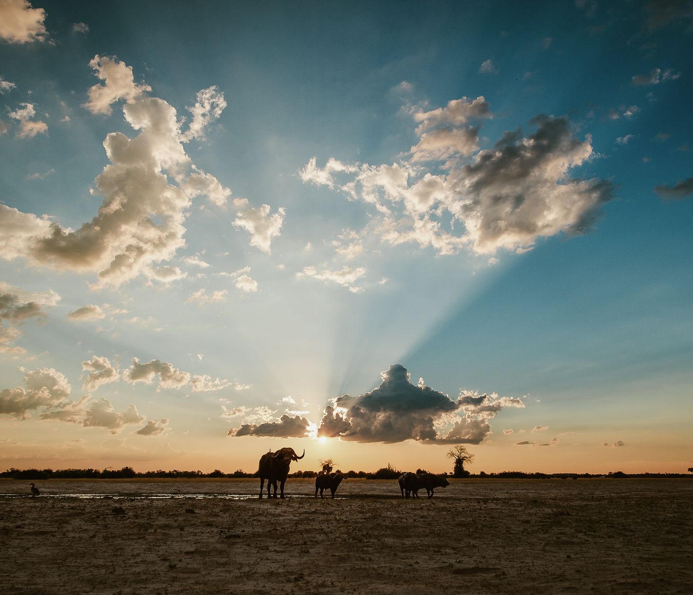 Büffel bei Sonnenuntergang in den Weiten des Savuti