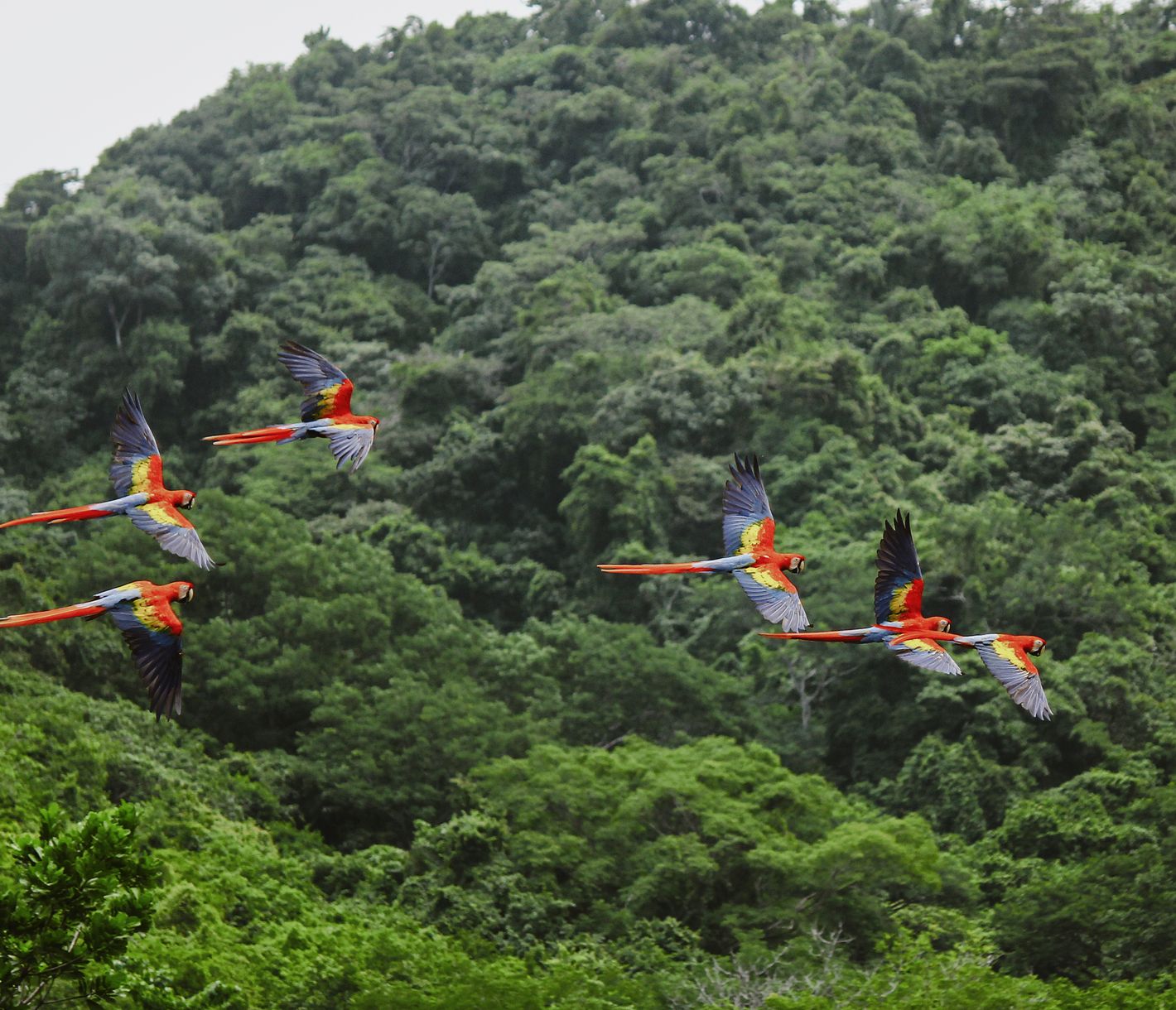 Rote Aras – leuchtend rot im grünen Dschungel.