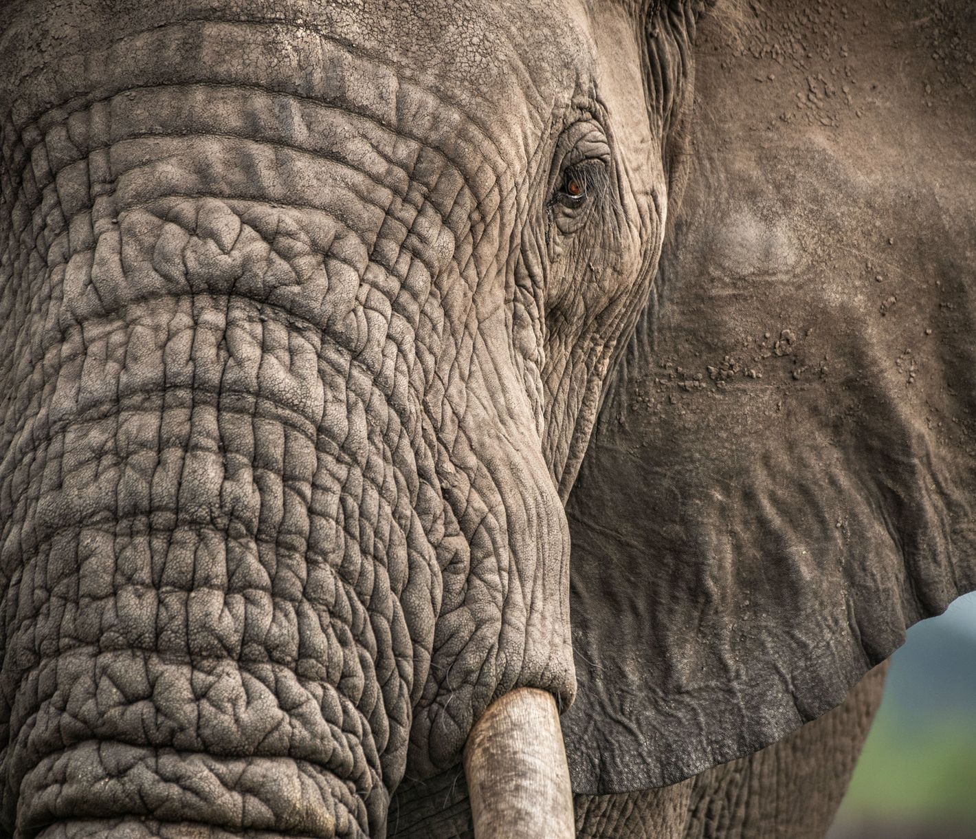 Nahaufnahme eines Elefanten im Queen-Elizabeth-Nationalpark