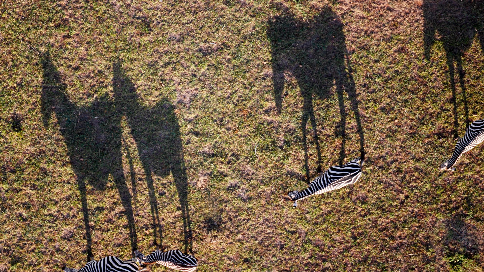 La réserve du Masaï Mara ou le safari grand format