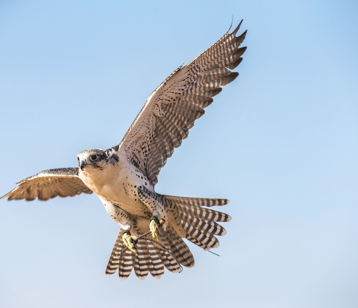 Der Falken – Symbol der arabischen Tradition