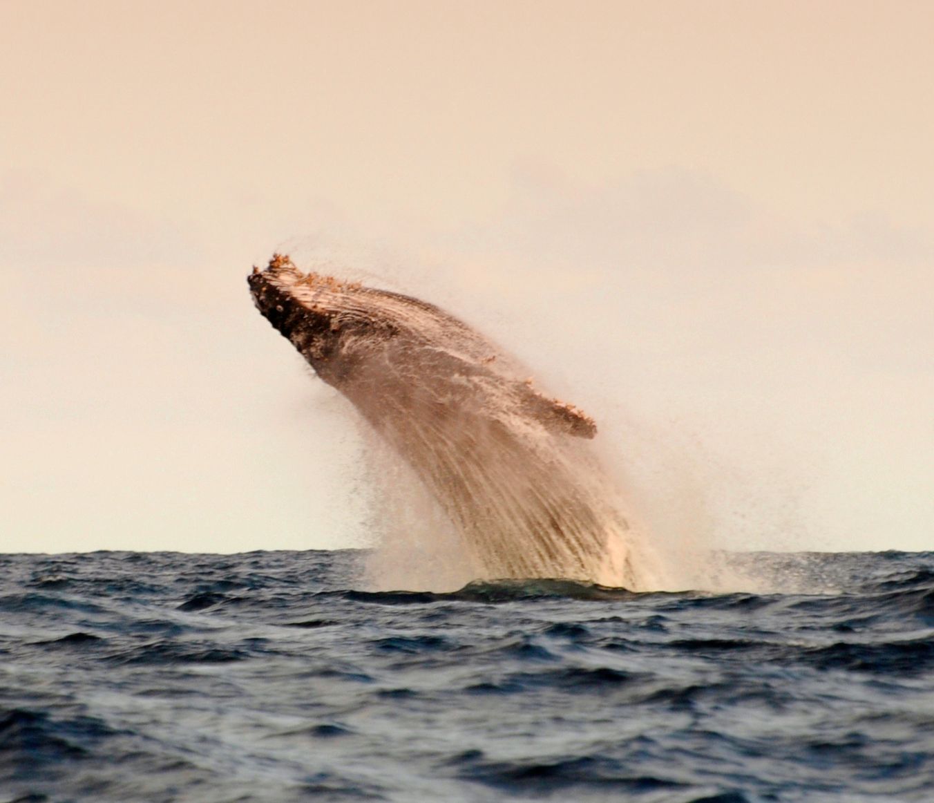 Saisonales Whale-Watching in der Umgebung von Fanjove Island
