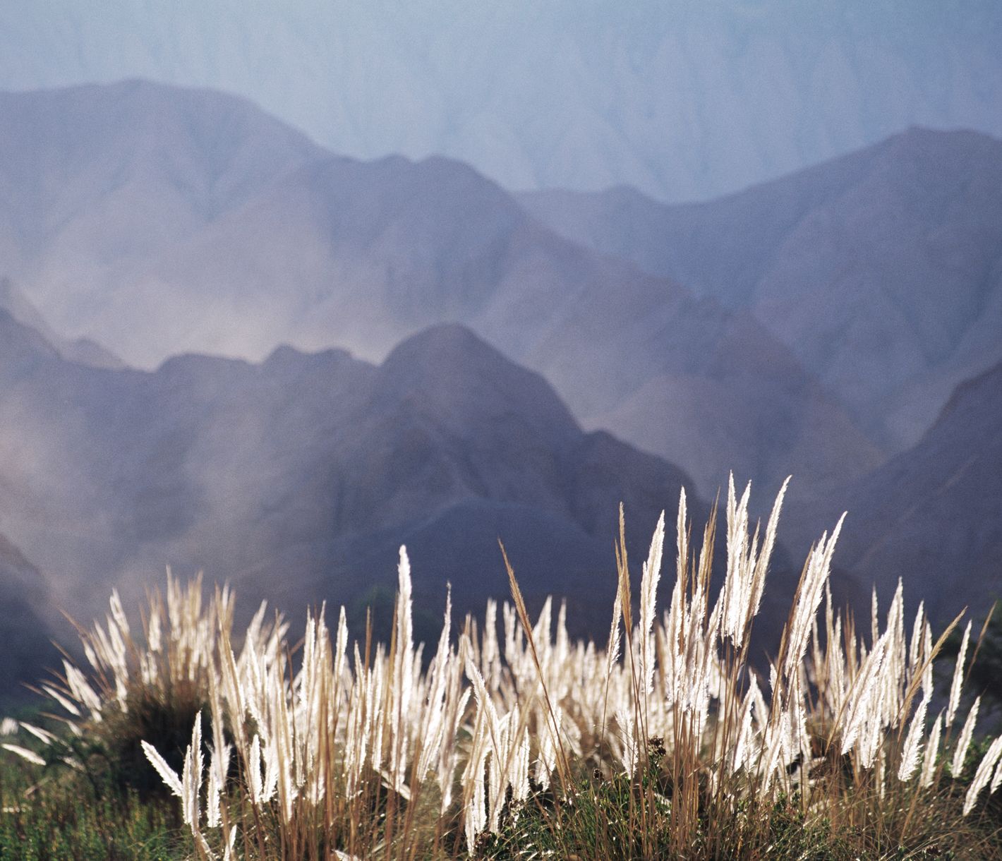 Graslandschaft in der Atacama-Wüste