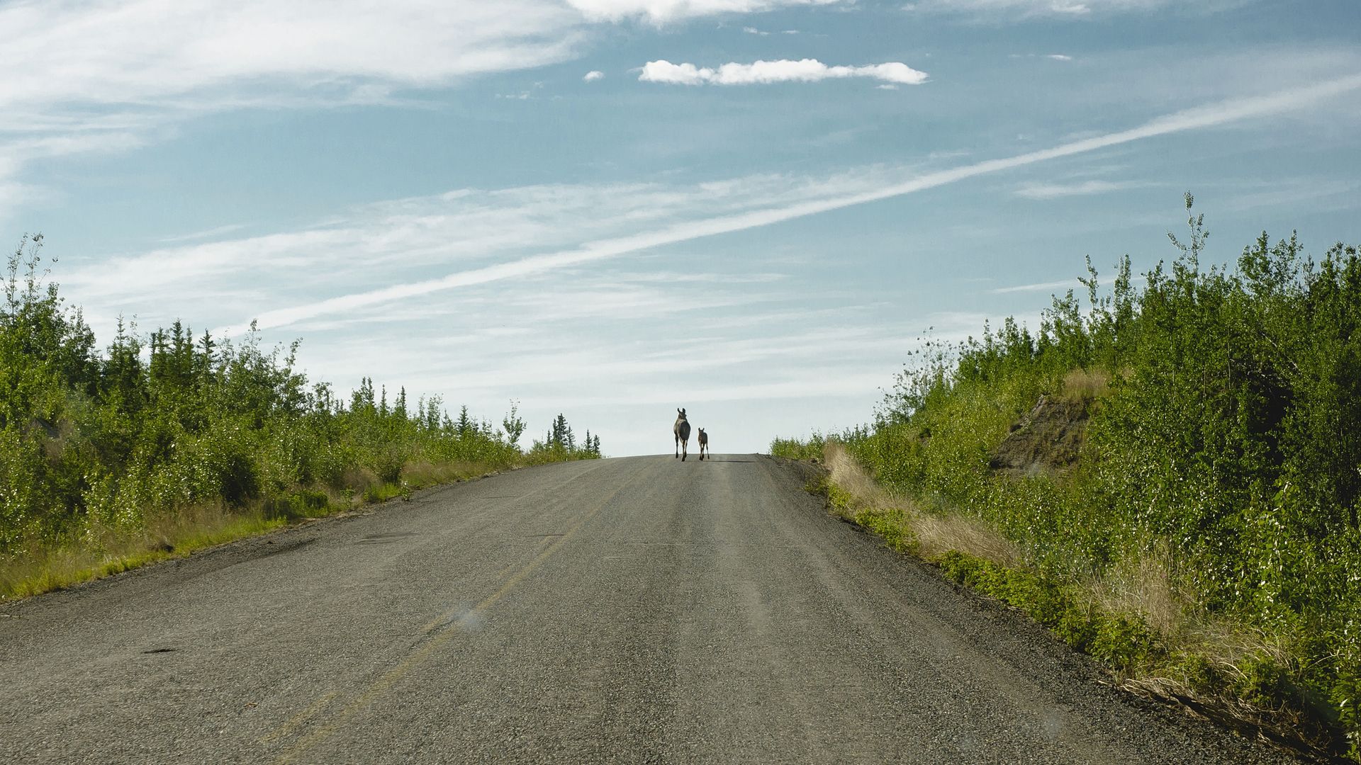 Rencontre animalière sur la Klondike Highway.