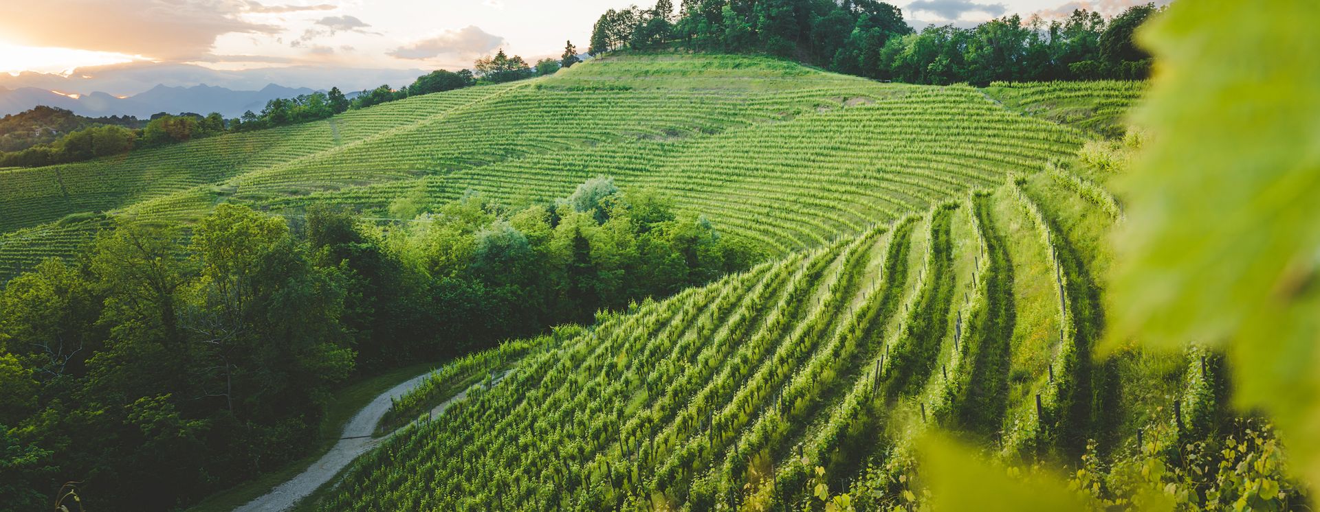 Weinberg in der Provinz Udine