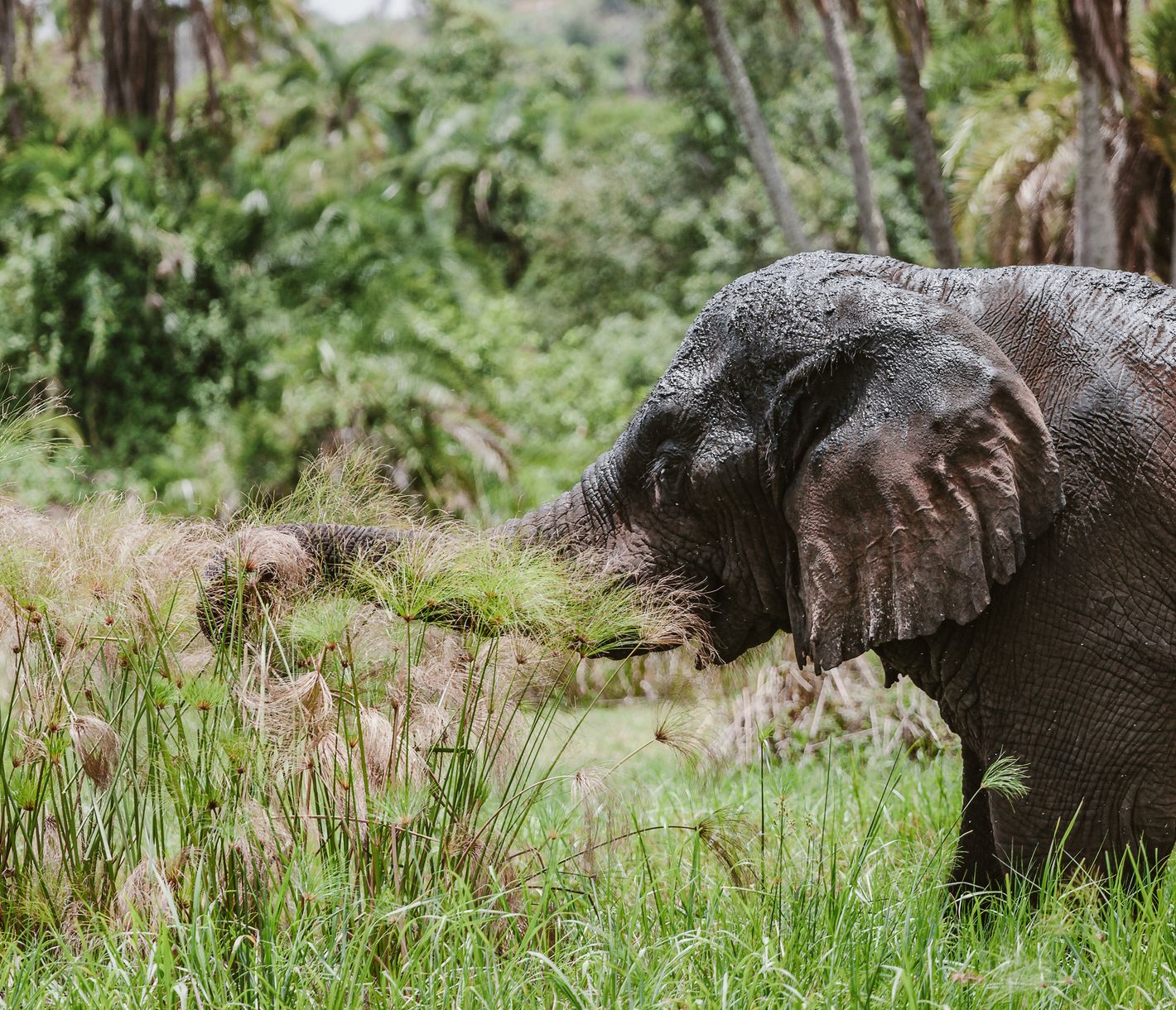 Un éléphant mâle en train de se nourrir dans le Parc National de l'Akagera