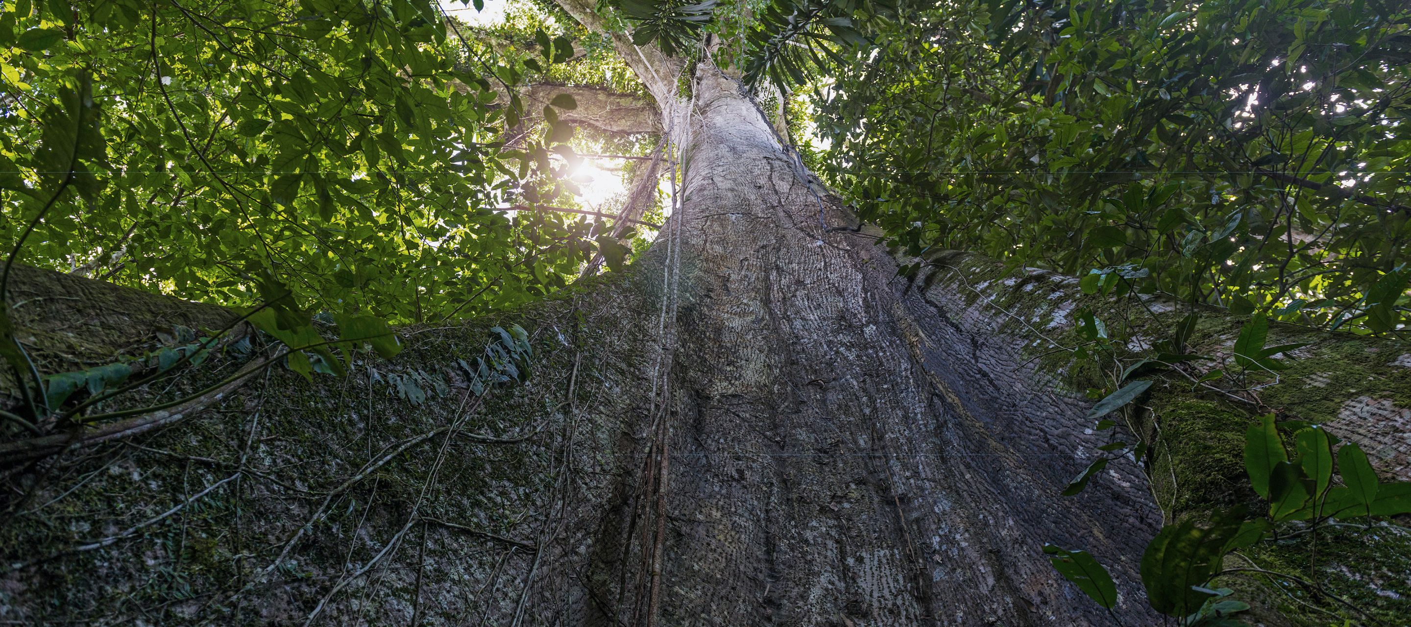 Inmitten des Regenwalds