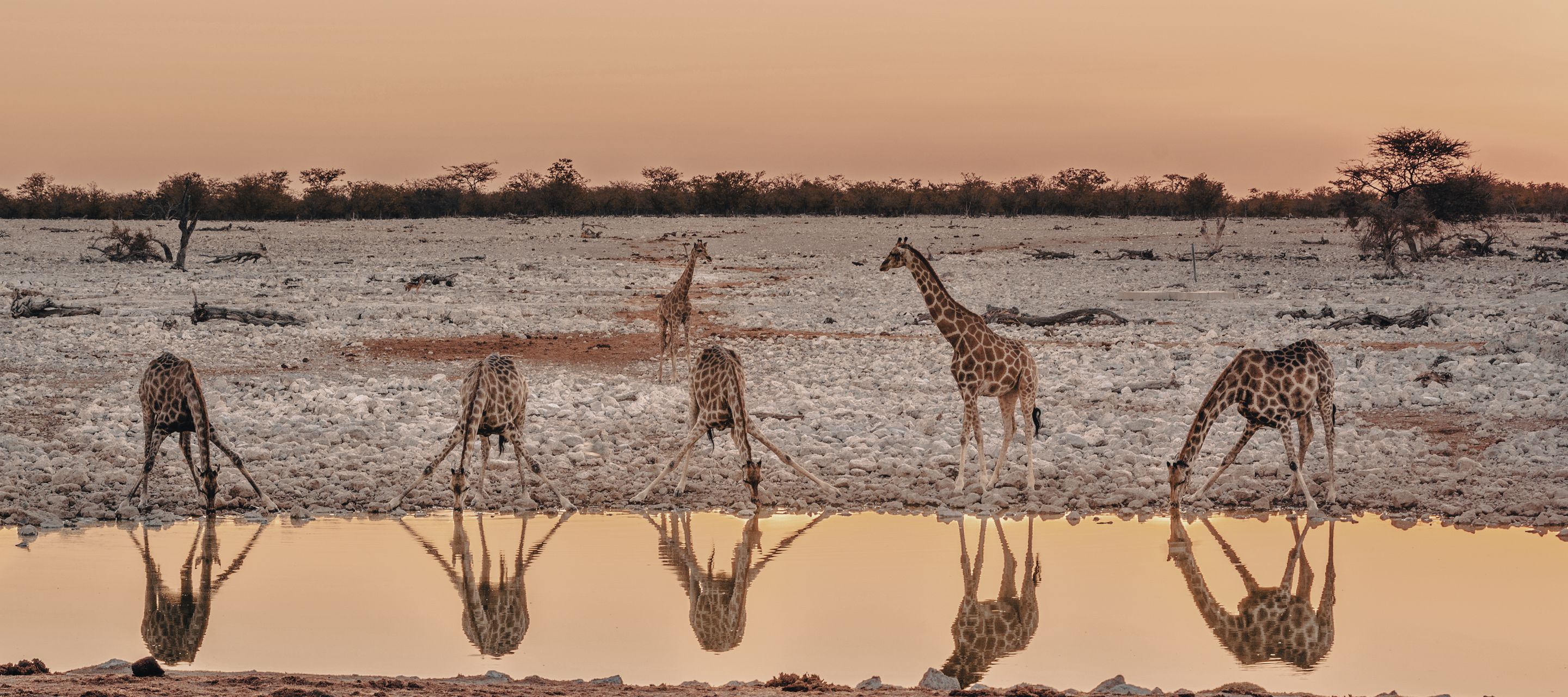 Giraffen beim Trinken an einem Wasserloch im Etosha-Nationalpark