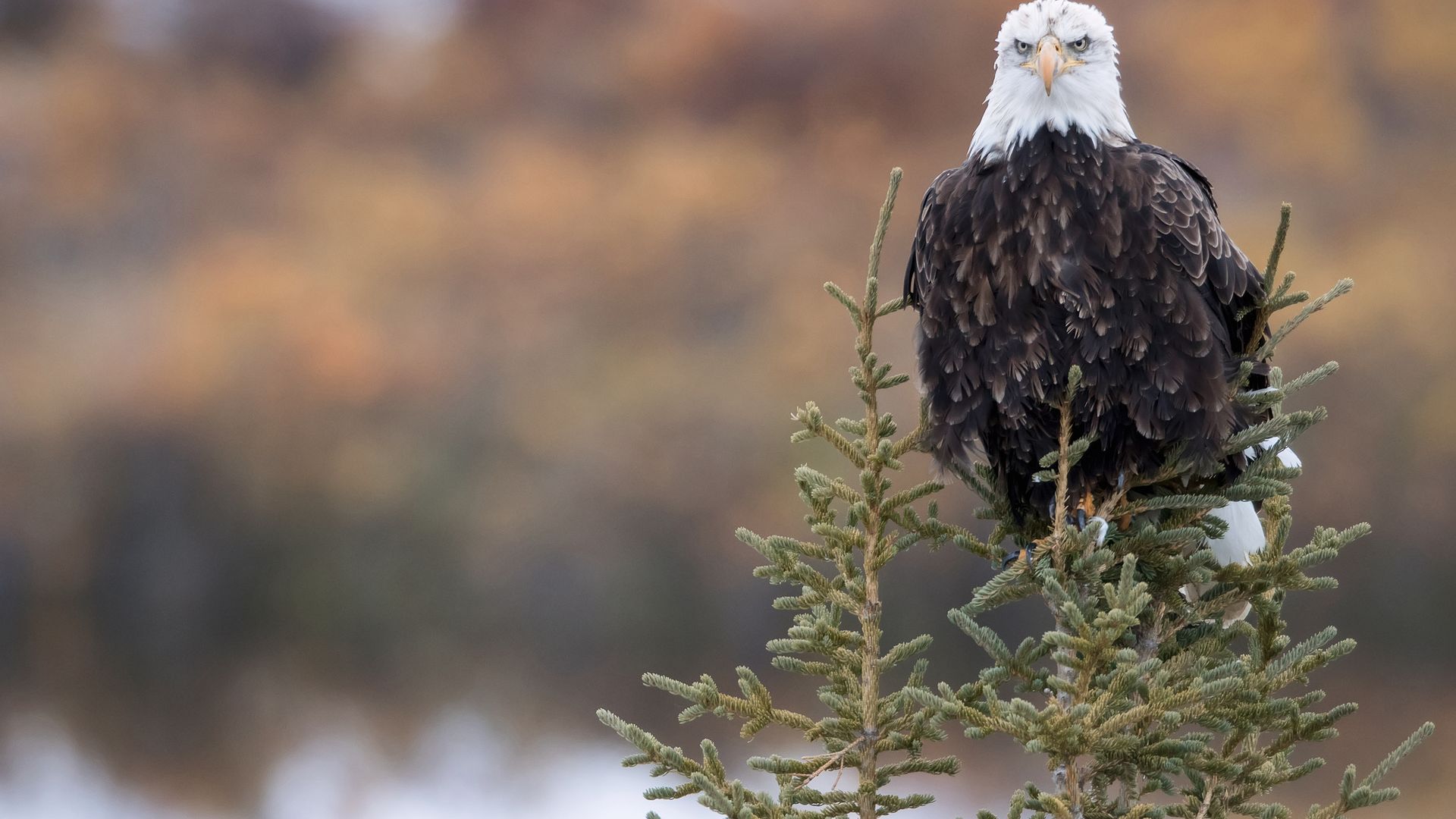 Une scène ordinaire dans le Yukon.