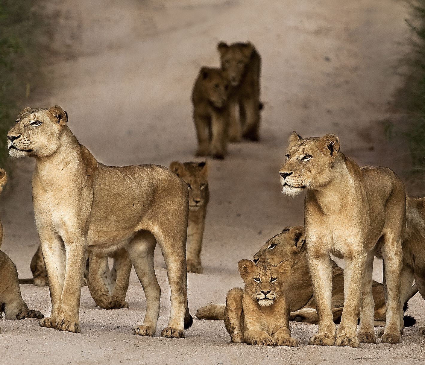 Löwenfamilie auf einer Strasse im Sabi Sands Game Reserve