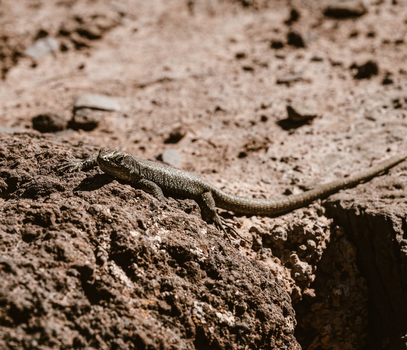 Eine Eidechse auf São Lourenço