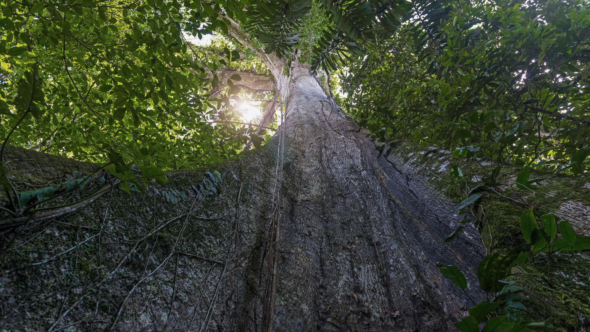 L’appel de la nature en Amazonie
