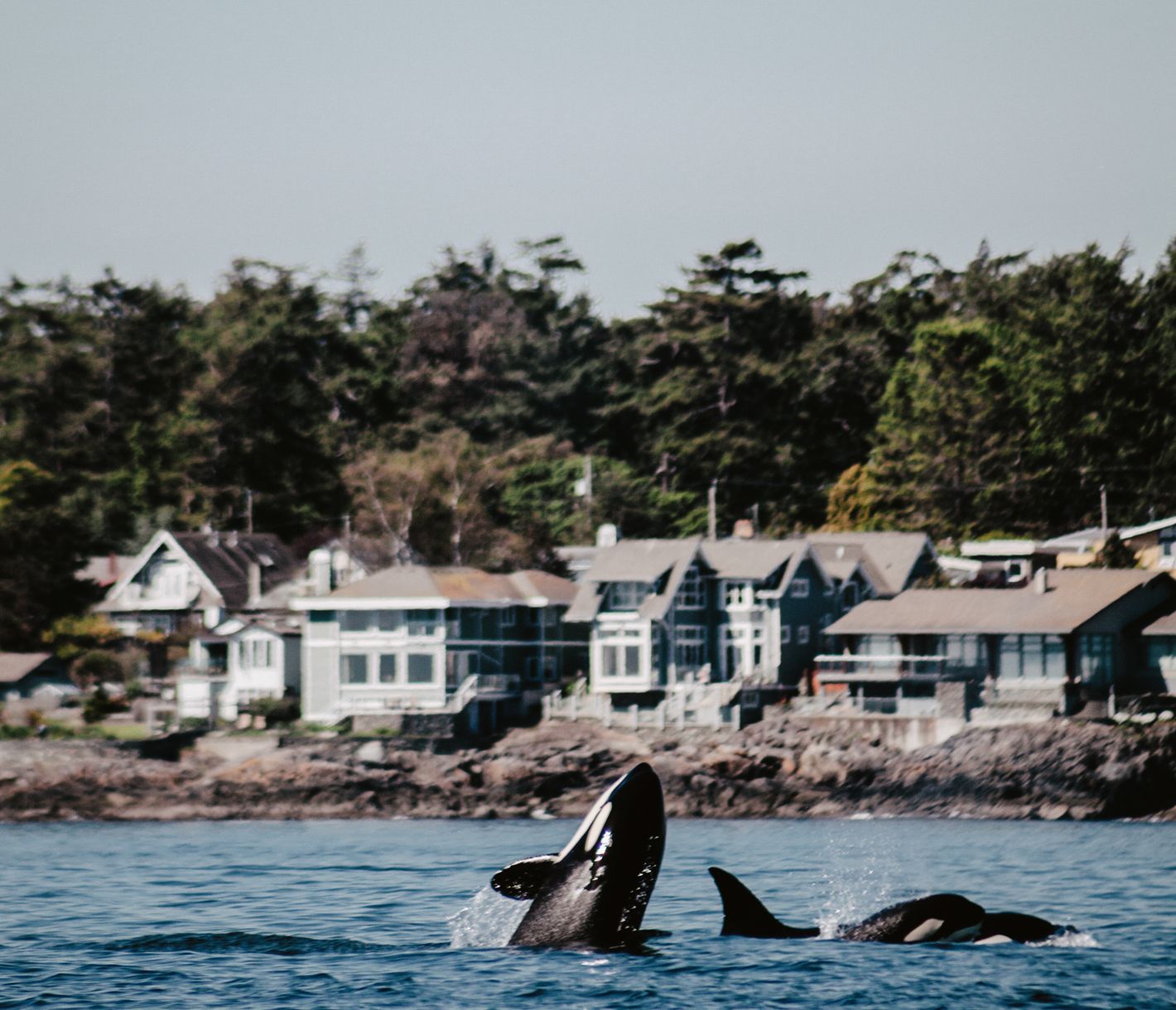 Orcas bei Victoria