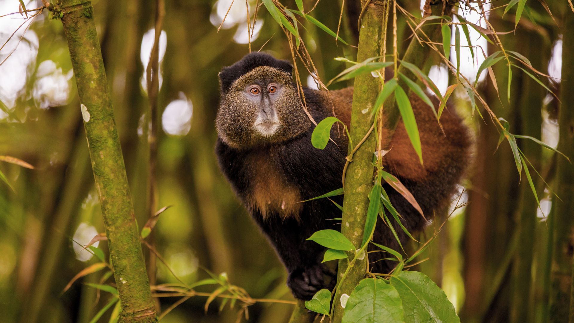 Singe doré dans le parc national des Volcans, Rwanda