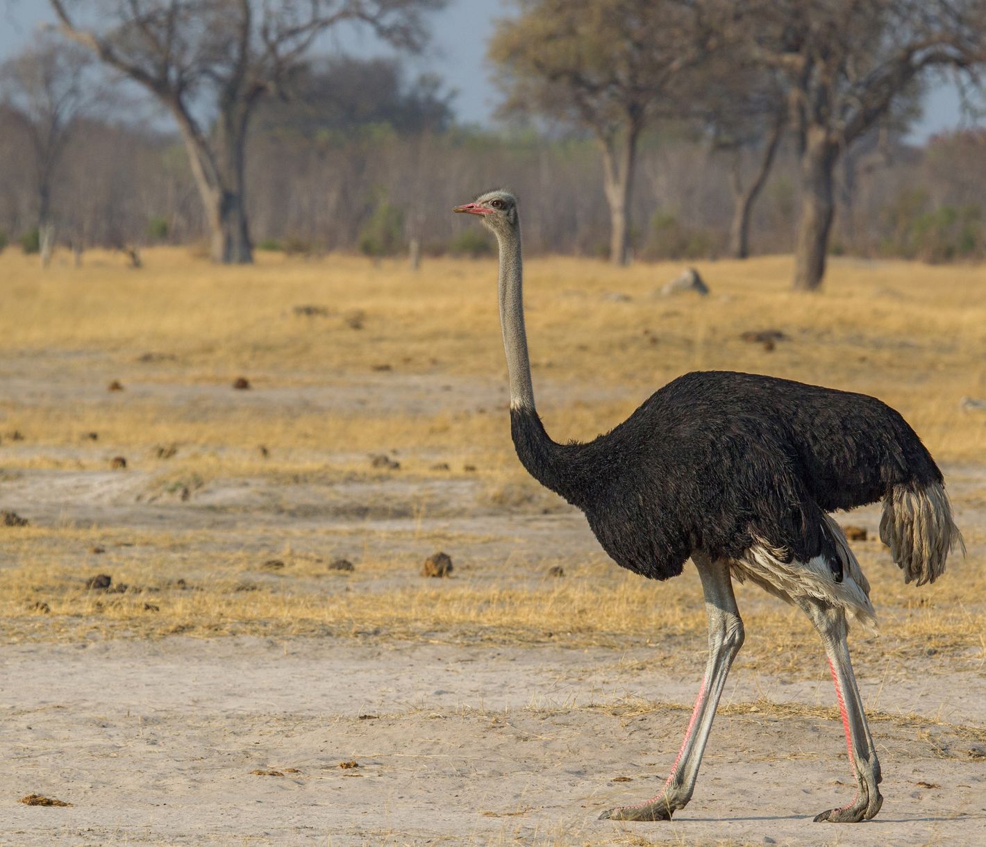 Ein Straussen-Männchen geht einsam durch die trockene Graslandschaft