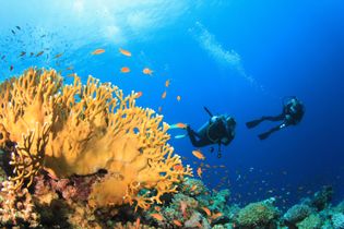 Tauchen im Roten Meer bietet faszinierende Unterwasserwelten mit bunten Korallen und vielfältigem Meeresleben.