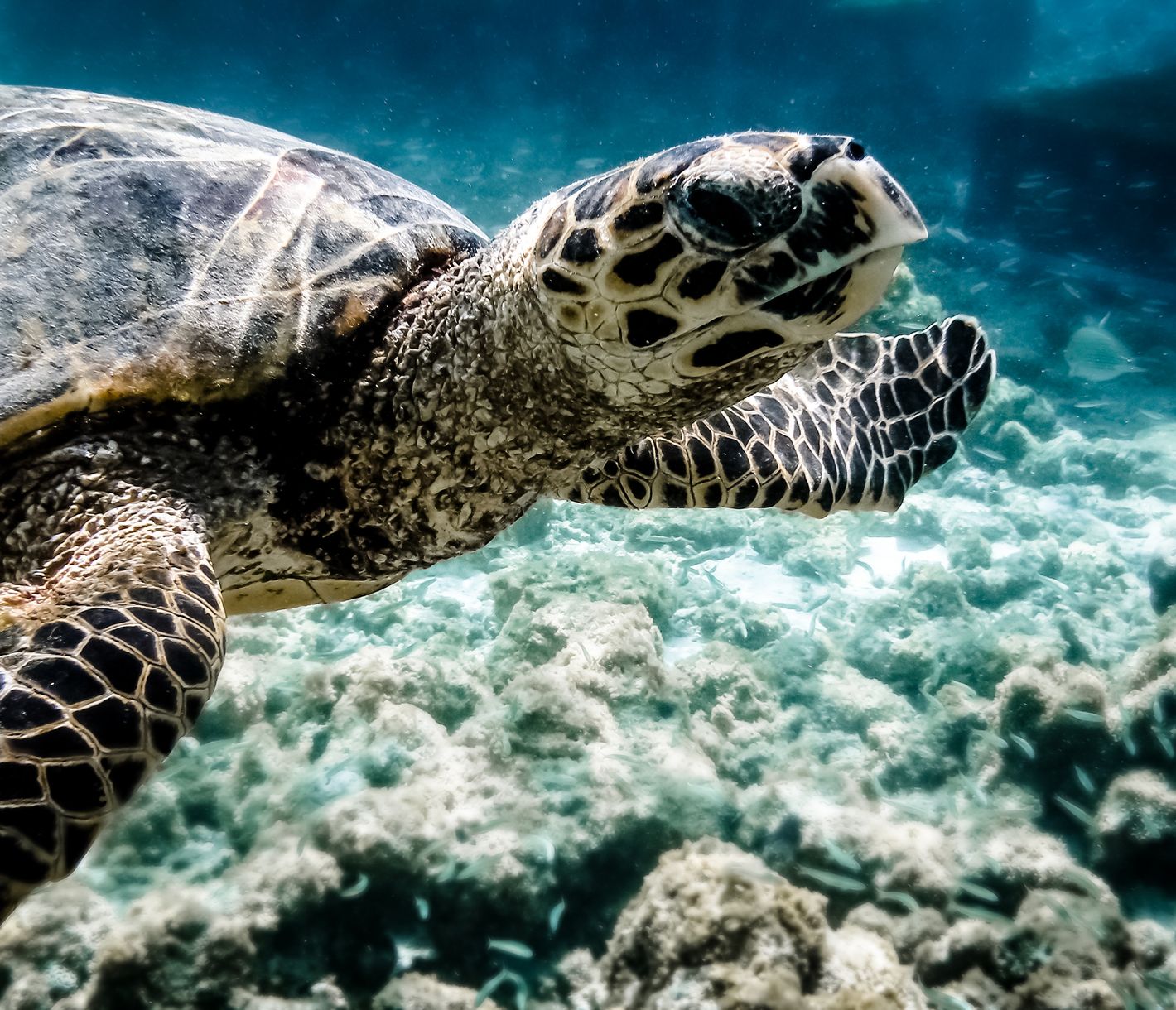 Die faszinierende Meeresschildkröten sind auf den Malediven geschützt