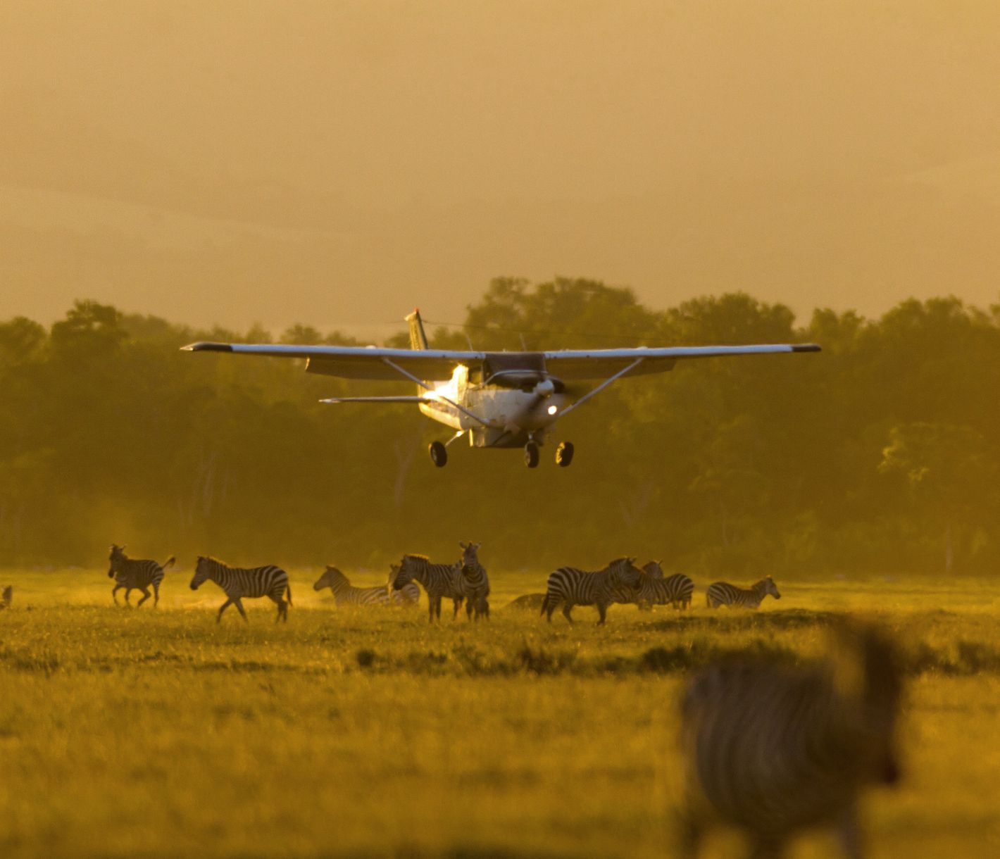 Landung eines Safariflugzeuges in der Masai Mara