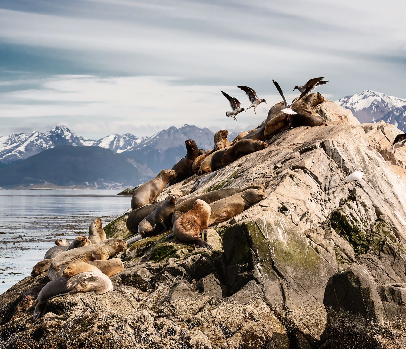 Die Tierwelt am Beagle Kanal