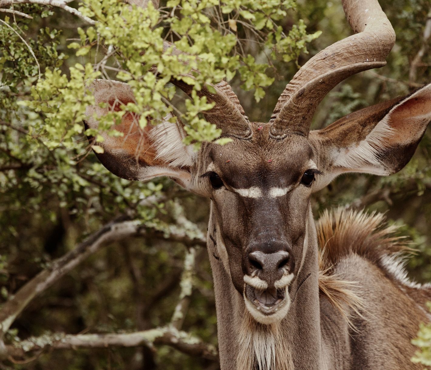 Ein Grosser Kudu zwischen den Ästen am Blätter fressen.
