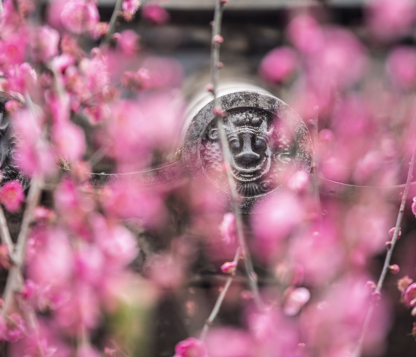 Kunming, die Provinzhauptstadt von Yunnan, gilt gemeinläufig als Stadt des ewigen Frühlings.