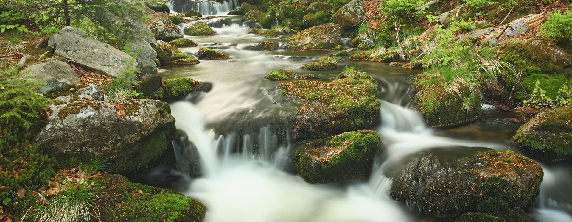 Fleuve dans la forêt bavaroise