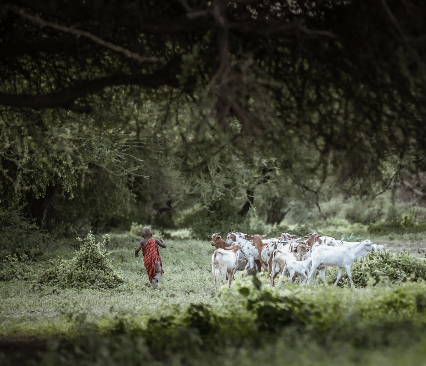 Ein Junger Masai hütet eine Ziegenherde.