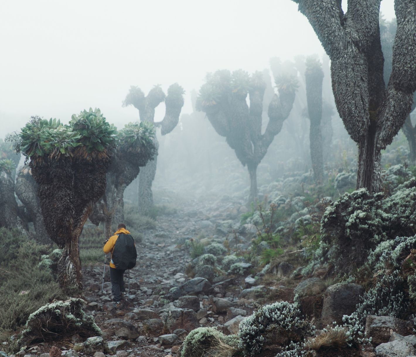 Riesensenezien wachsen auf bis zu 4000 m Höhe an den Flanken des Kili.