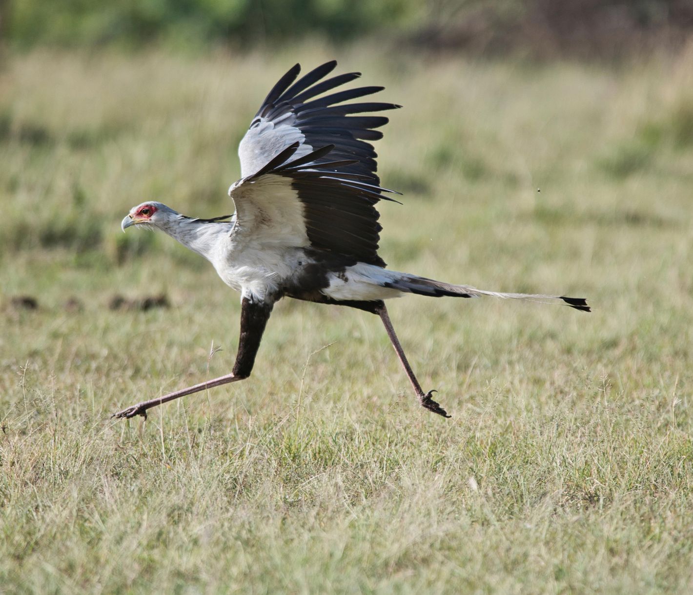 Sekretär-Vogel auf Pirsch in der Olare Motorogi Conservancy