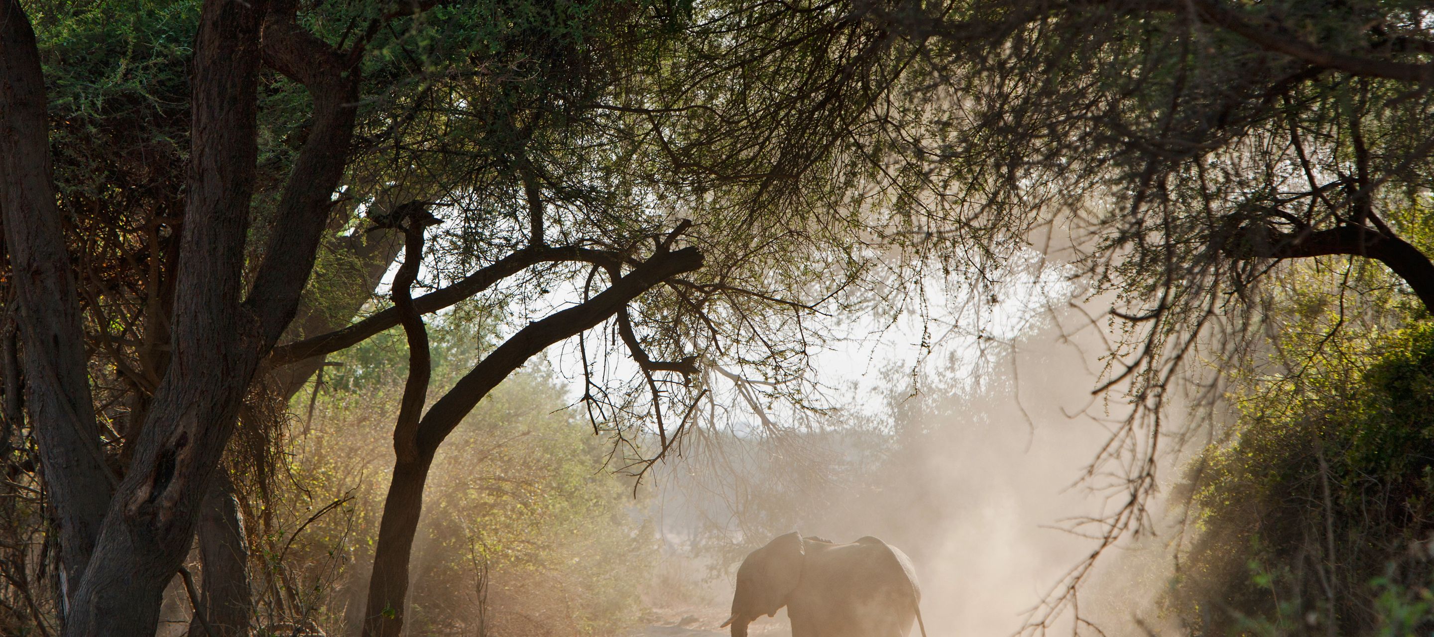 Ein Elefant wirbelt Staub im Ruaha-Nationalpark auf.