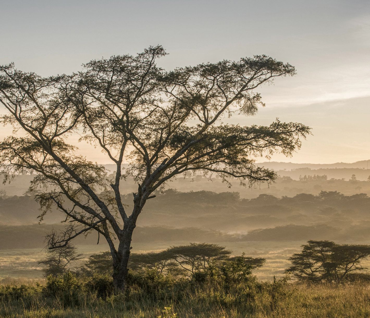 Paysage du secteur d'Ishasha dans le Parc National Queen Elizabeth